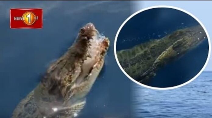 Crocodile spotted at Mount Lavinia beach (Video)