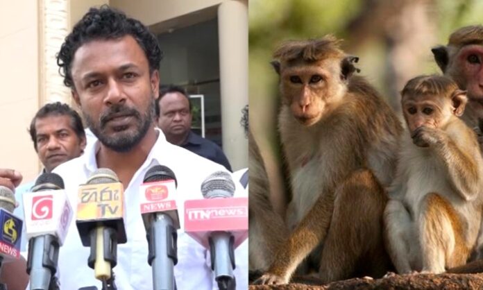 Crop destruction : New island for monkeys