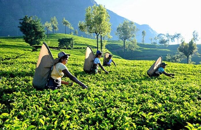 India surpasses Sri Lanka to become second largest tea exporter