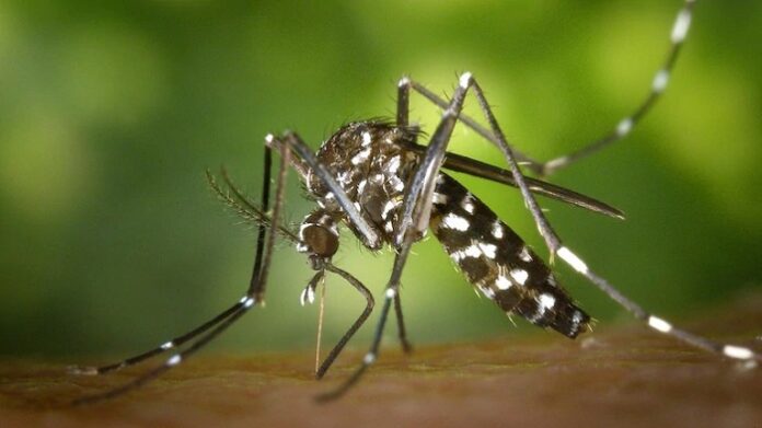 Three-day Dengue prevention program begins