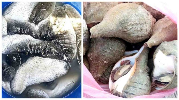 65 persons apprehended for engaging in illegal fishing