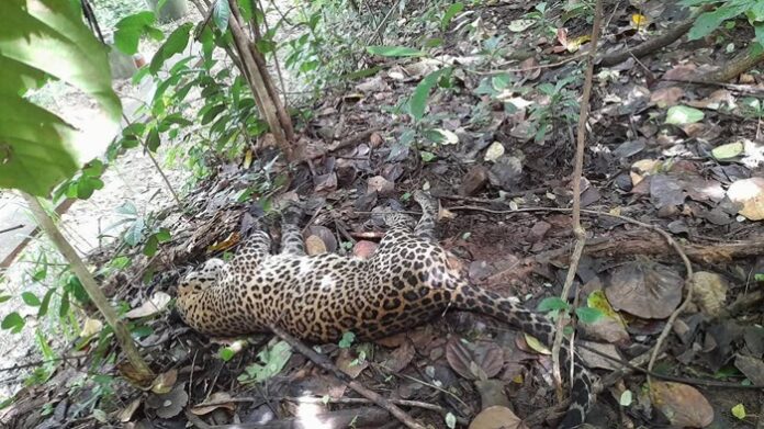 Adult male leopard found dead