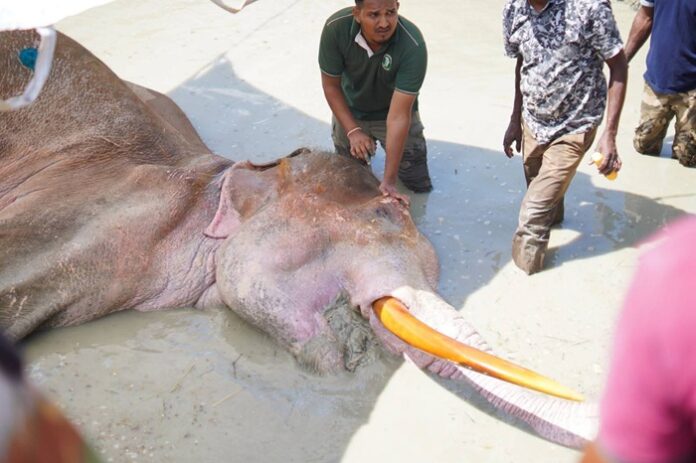 Sri Lankan tusker 