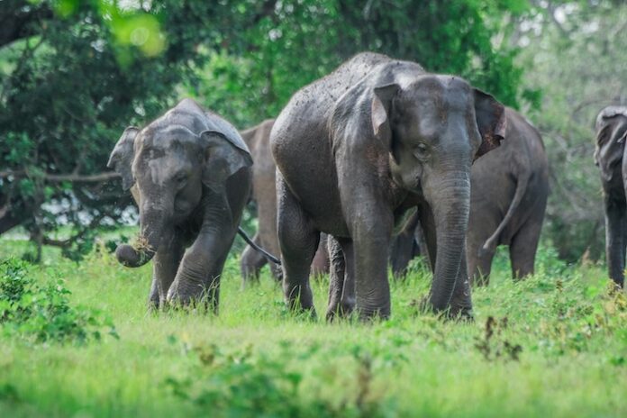 Wildlife Dept. seeks STF & CID support after elephant deaths