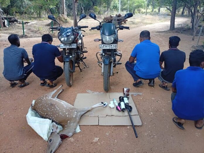 Five arrested for hunting pregnant spotted deer in Wilpattu