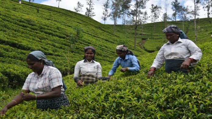 Govt advancing rights, housing for Malayaga people : Minister