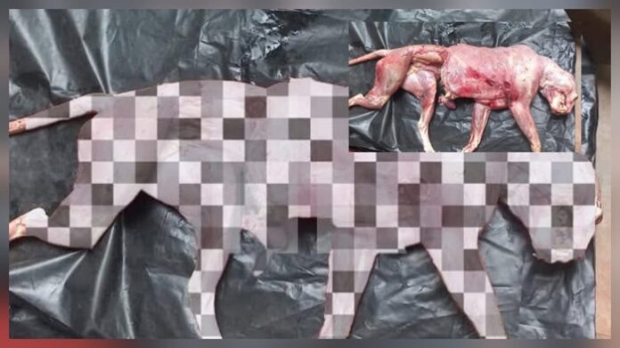 Skinned leopard carcass found at Maduru Oya National Park