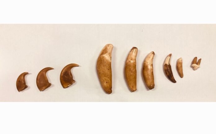 Two arrested in Pannipitiya with leopard teeth and claws